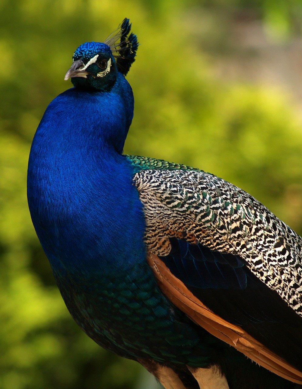 nature animal peacock free photo