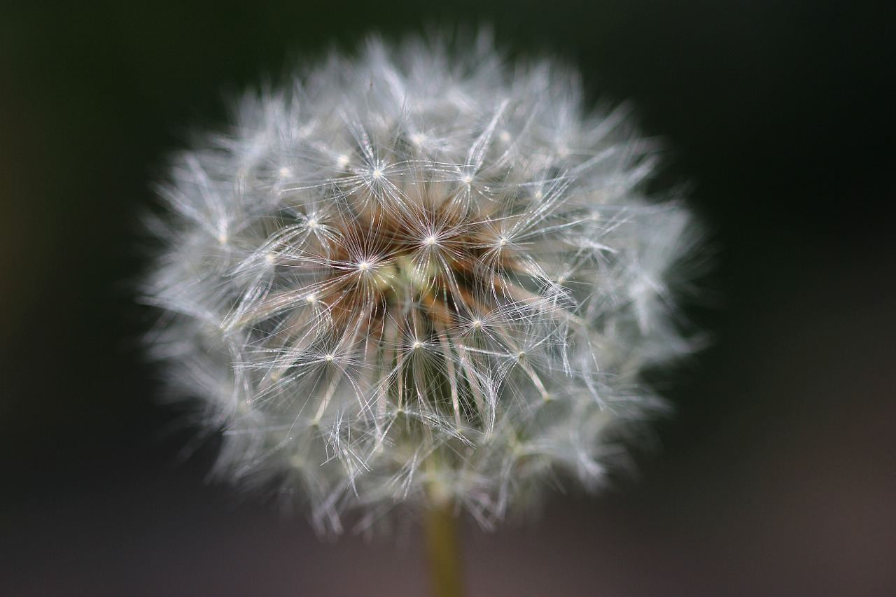 nature flower faded dandelion free photo