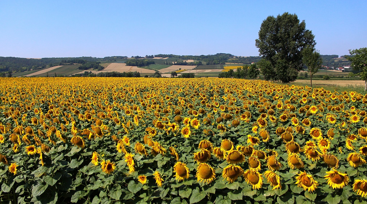 nature sunflower field free photo