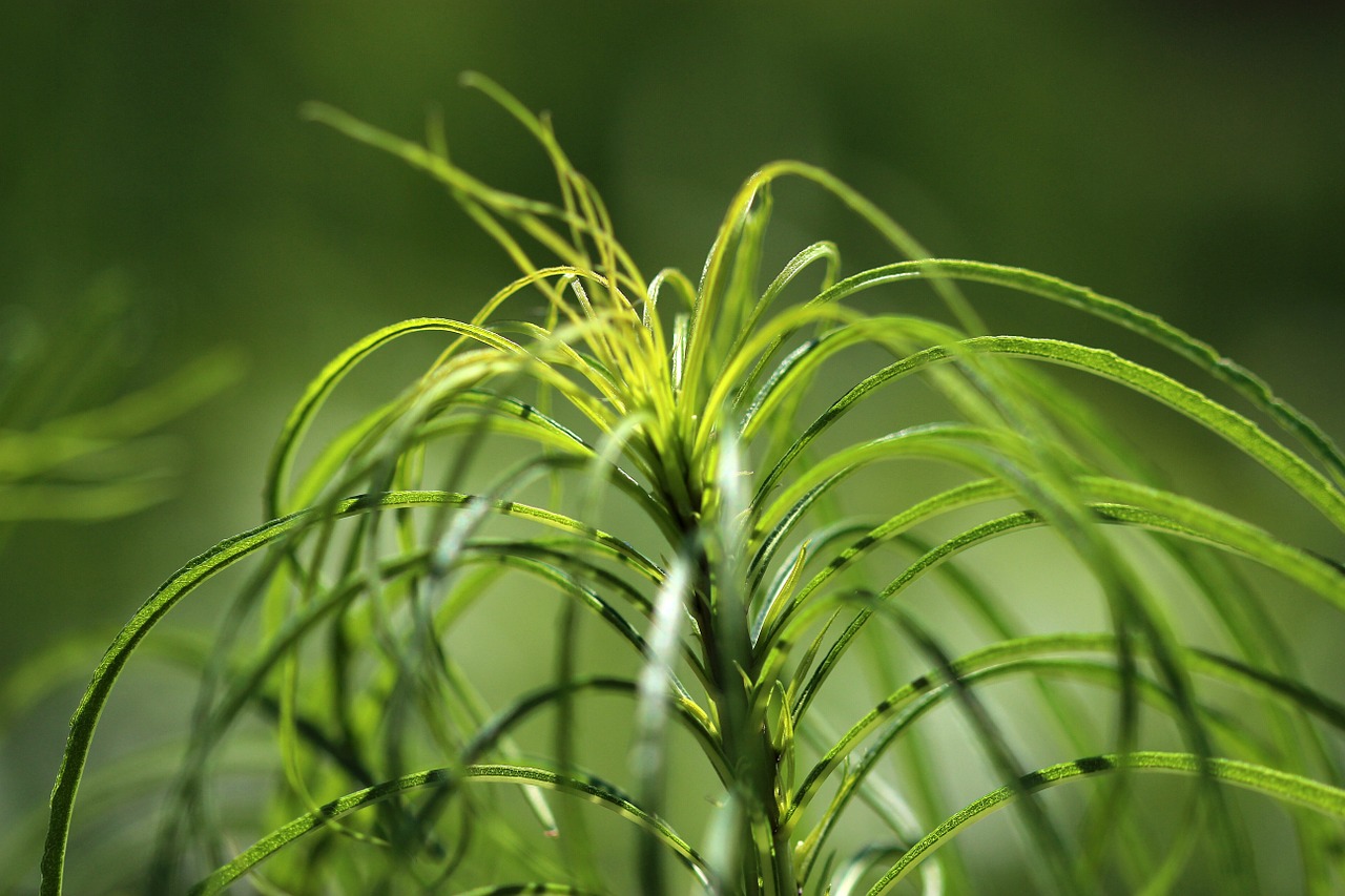 nature grass green free photo