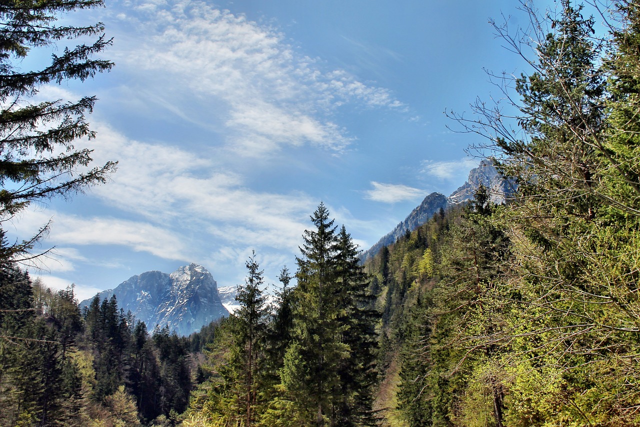 nature mountains forest free photo