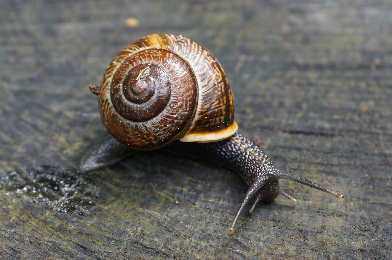 nature snail snail shell free photo