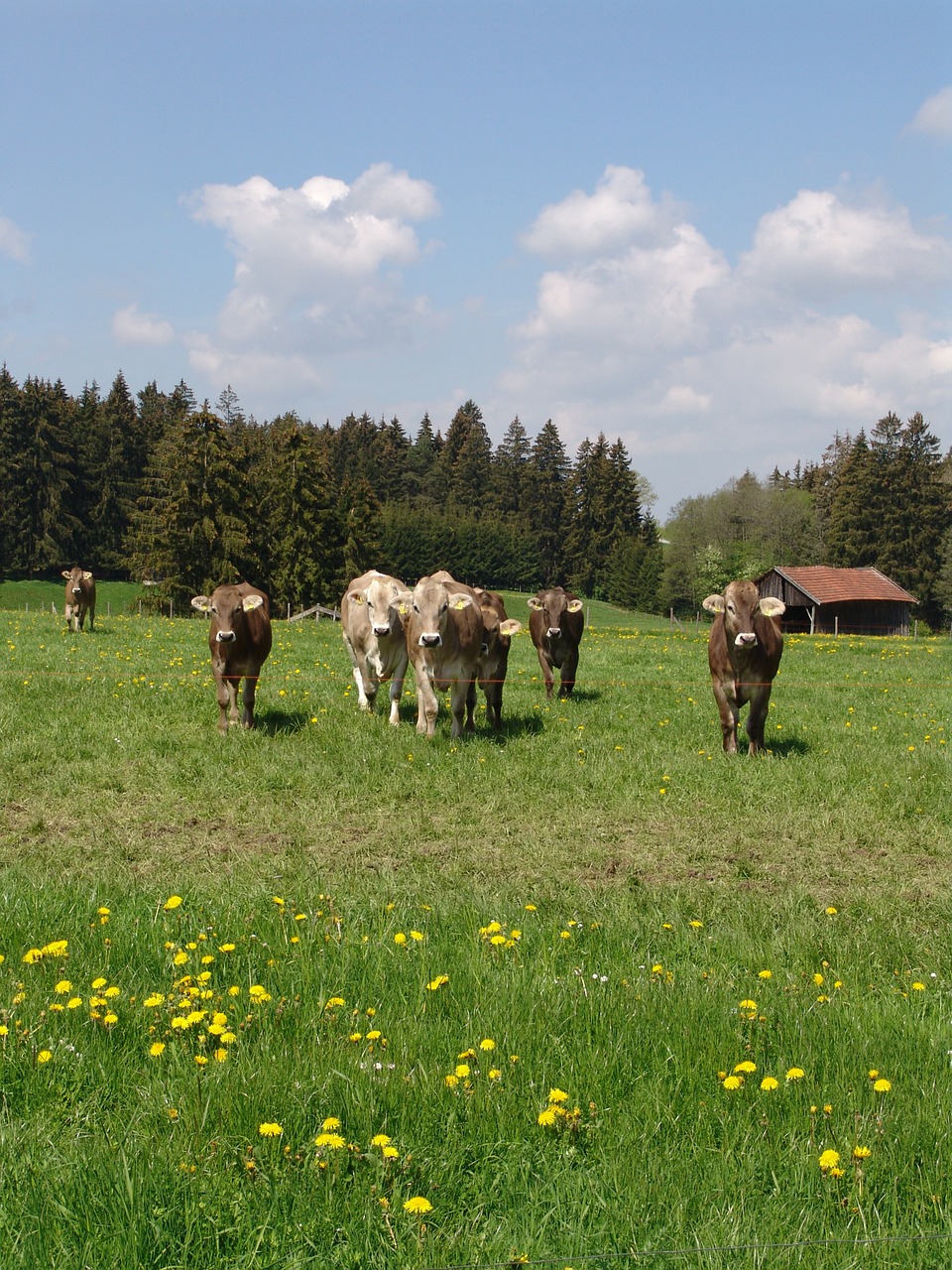 nature cattle meadow free photo