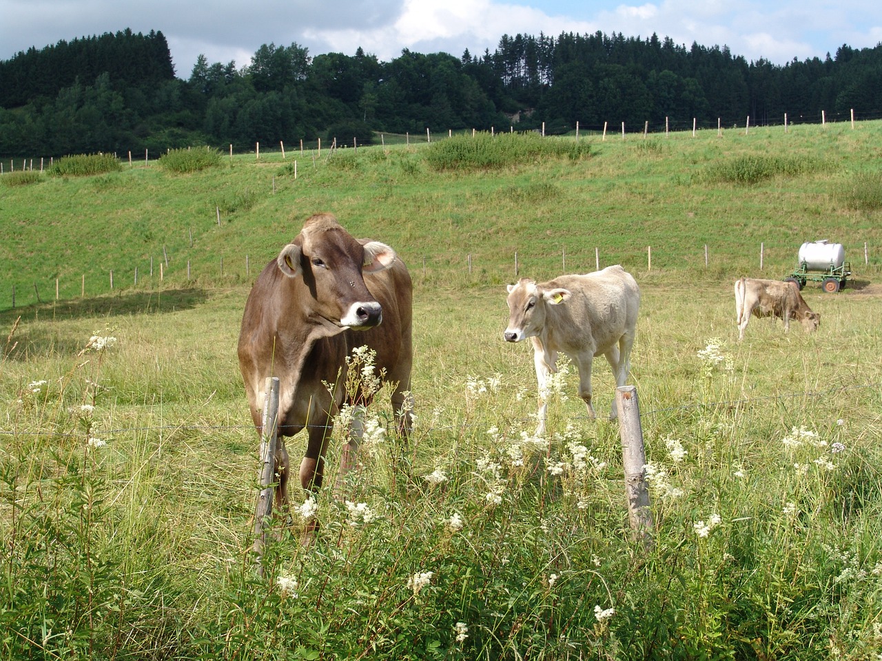 nature cattle meadow free photo