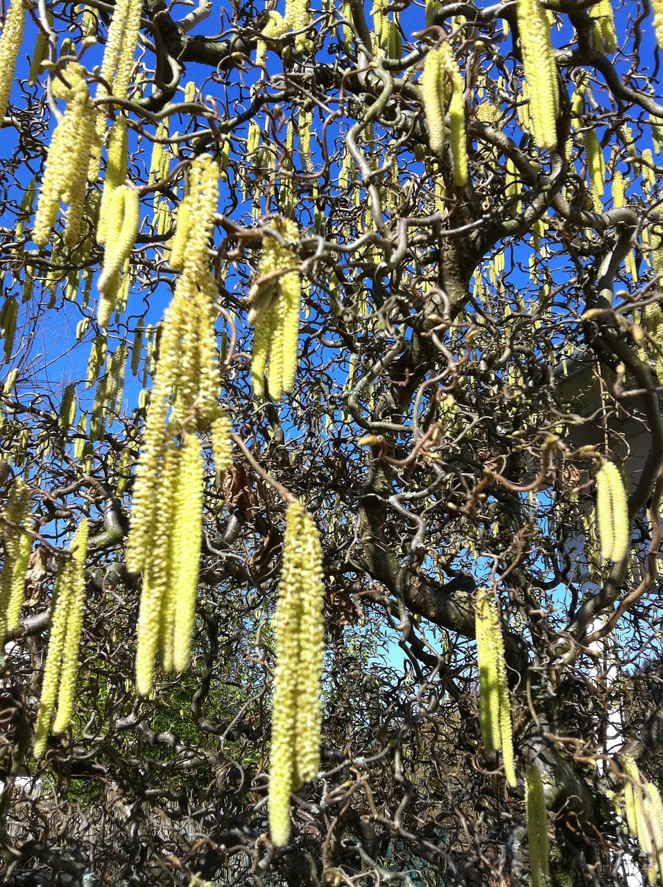 nature tree plant free photo