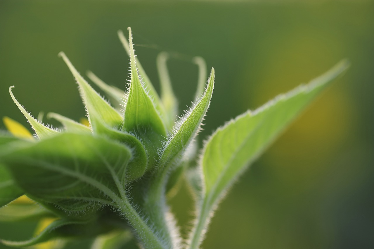 nature plant green free photo