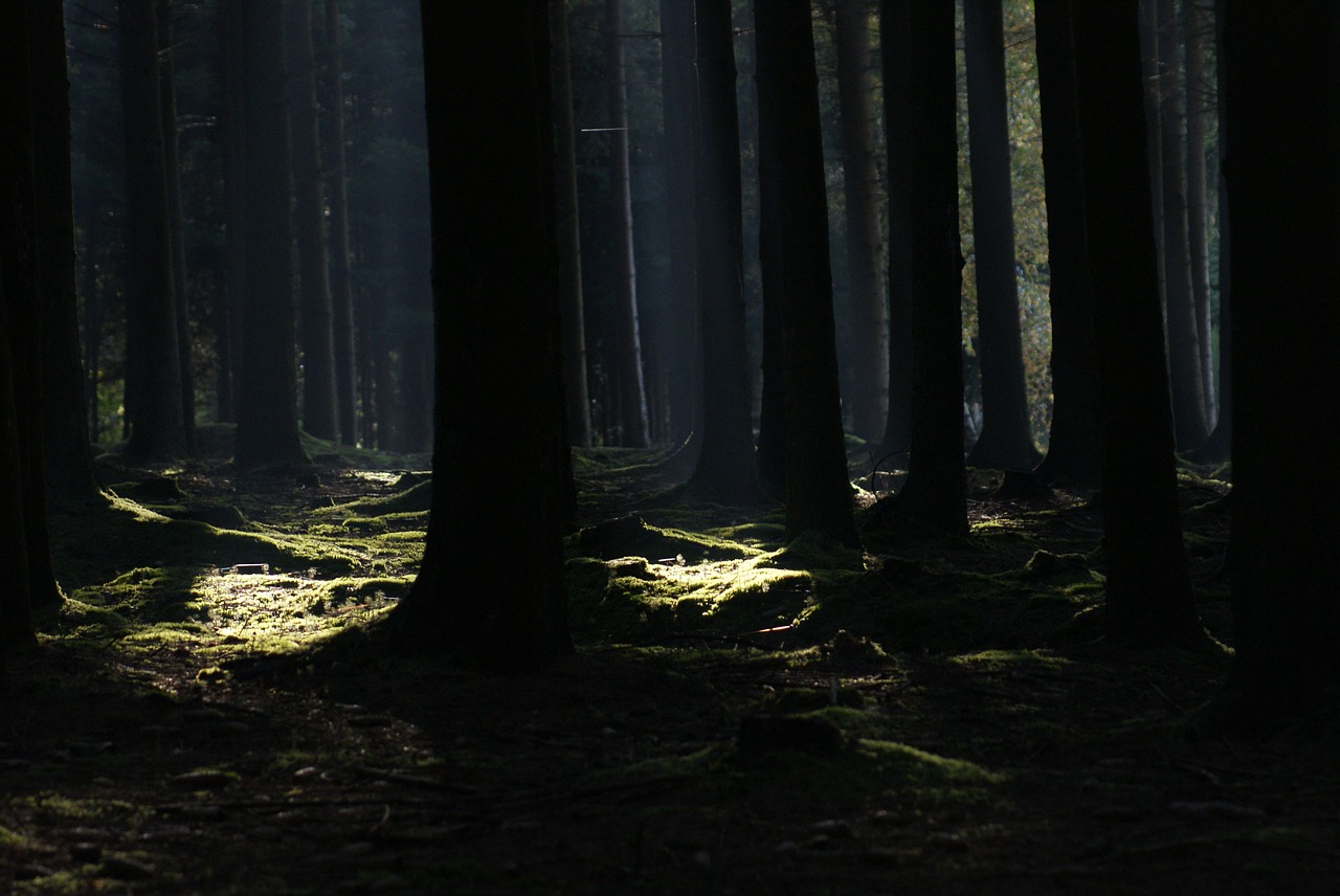 nature forest trees free photo