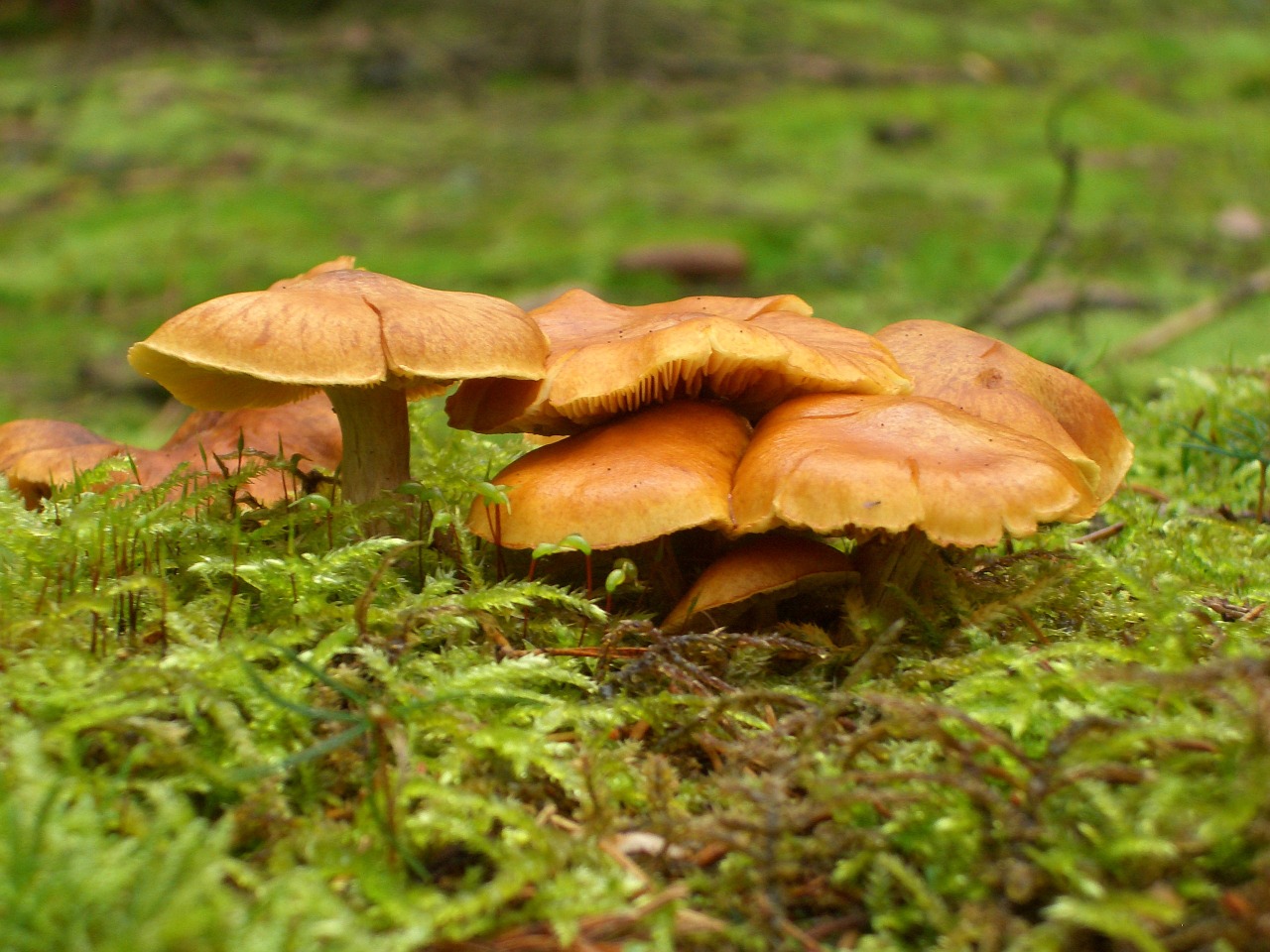 nature mushrooms moss free photo