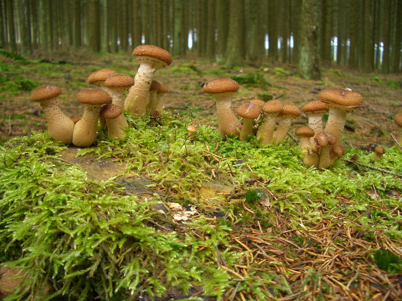 nature mushrooms forest free photo