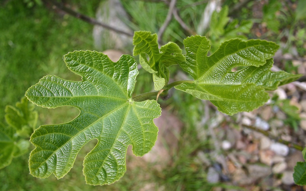 nature leaf fig leaf free photo
