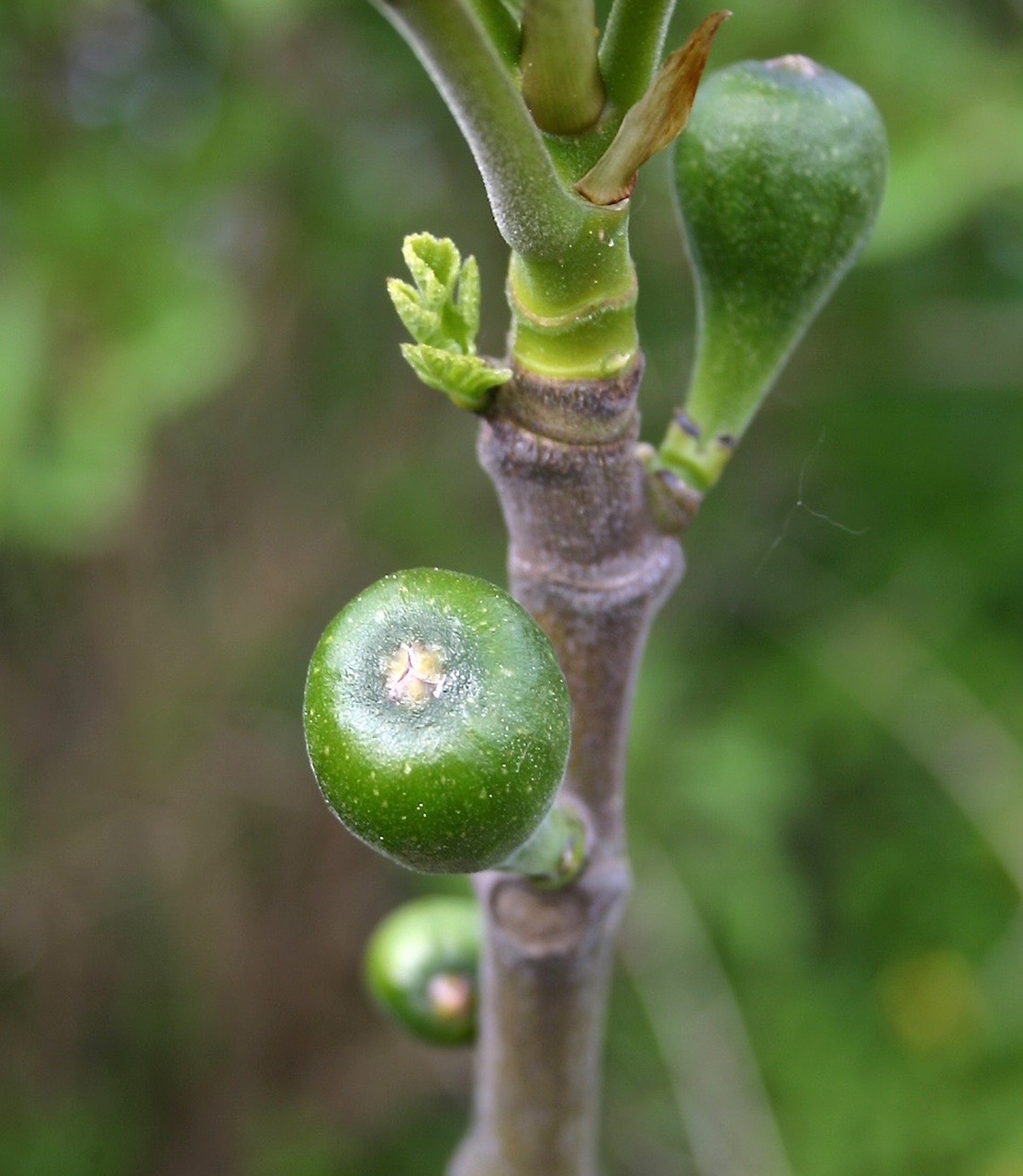 nature fruit fig free photo