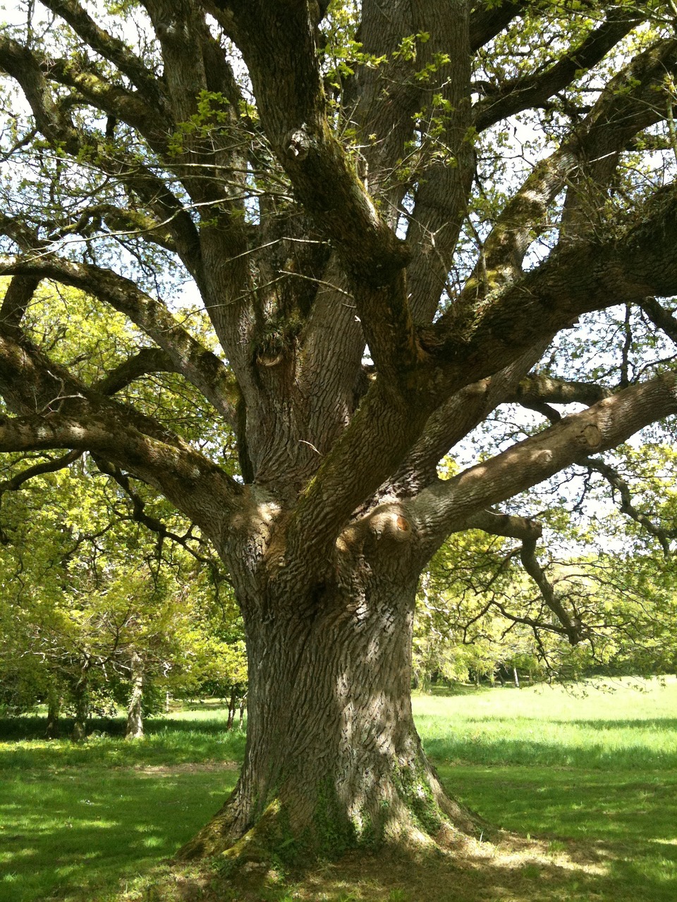 nature tree wood free photo