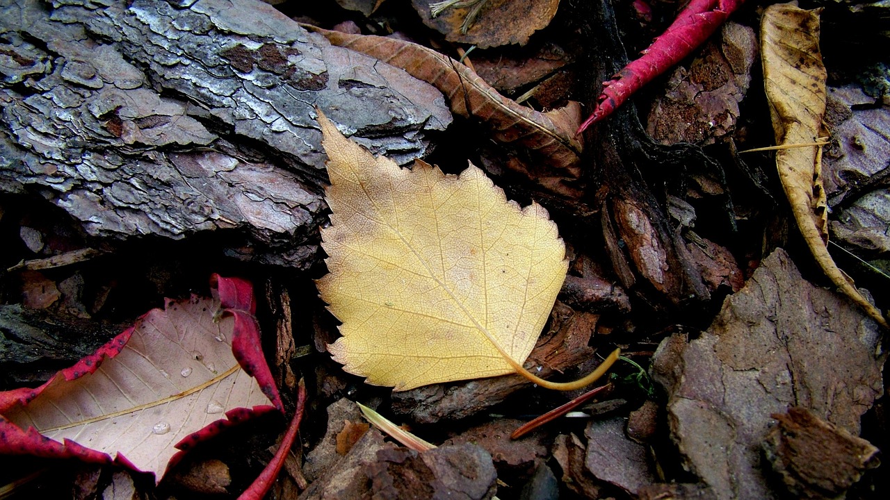 nature leaf autumn free photo