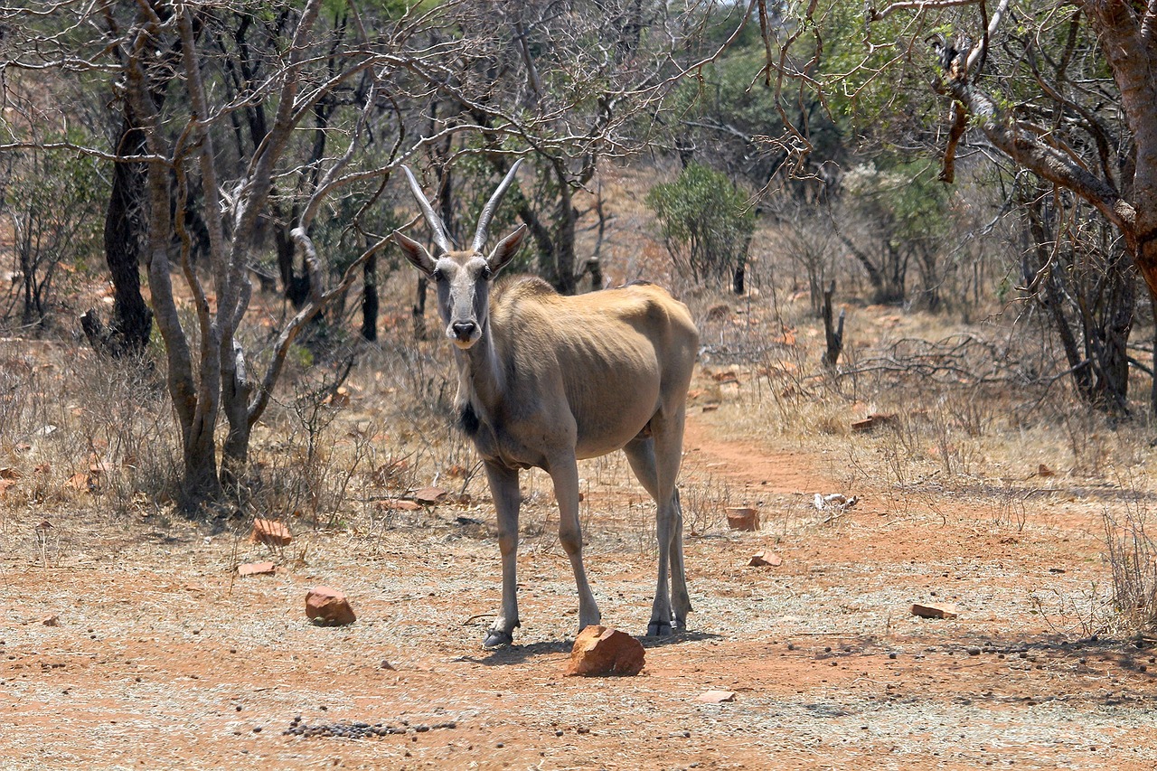 nature buck bush free photo