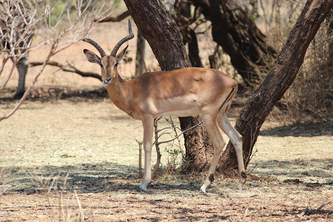 nature buck bush free photo