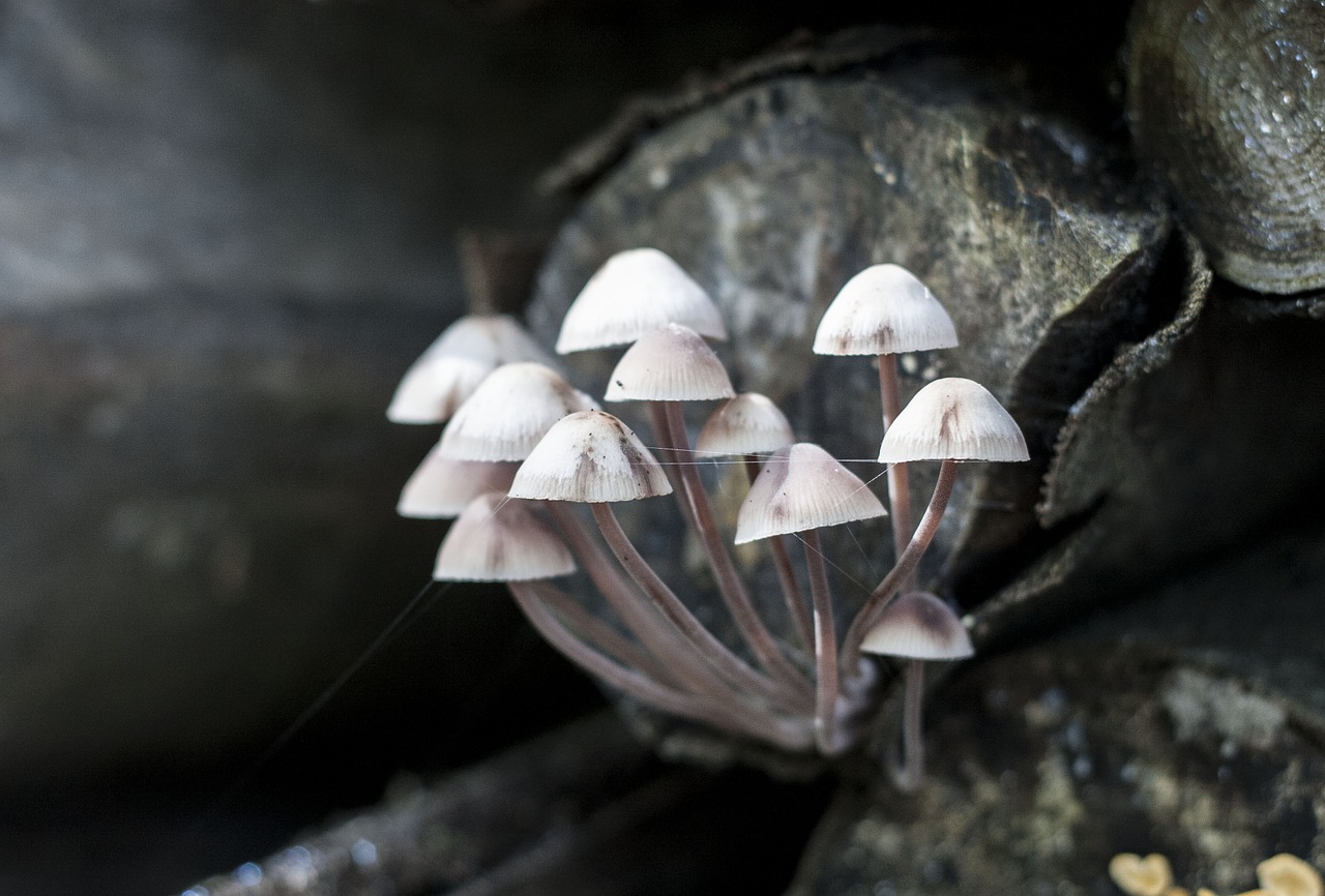 nature mushrooms wood free photo