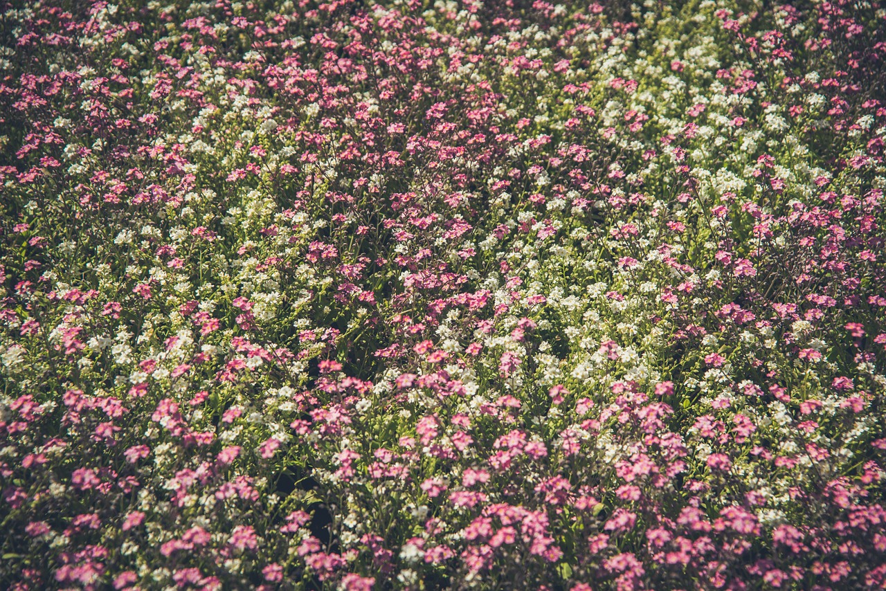 nature plants flowers free photo