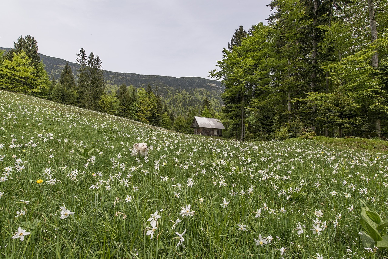 nature field meadow free photo