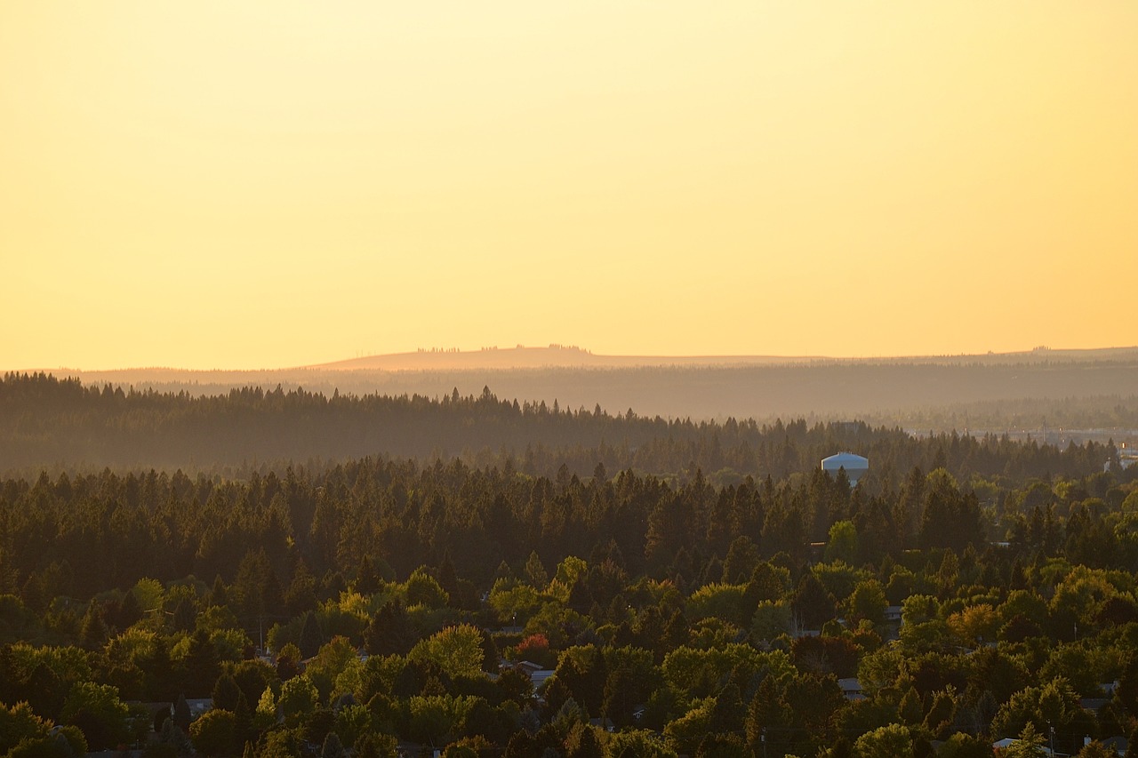 nature landscape forest free photo