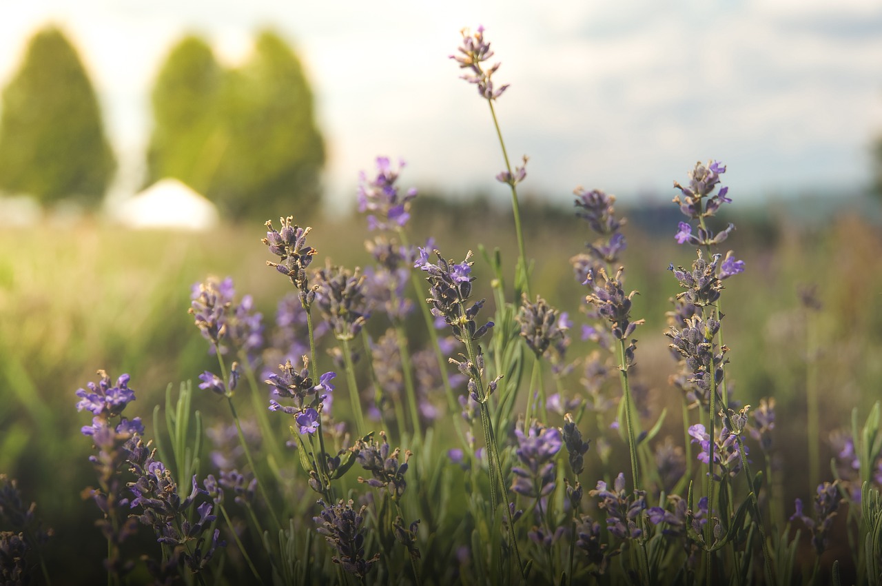 nature plant wildflower free photo