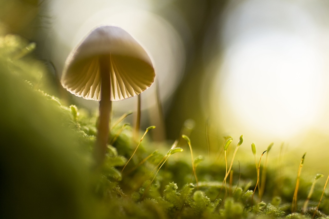 nature mushroom closeup free photo