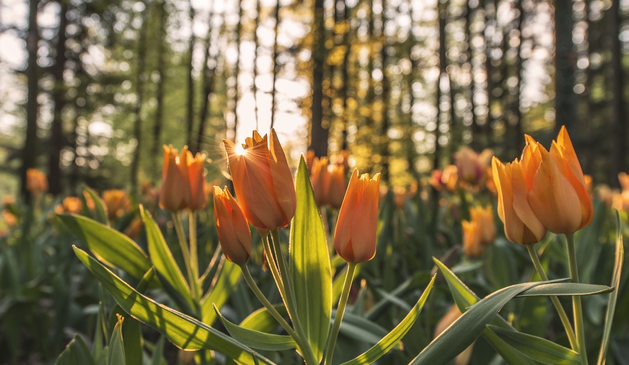 nature plants flowers free photo