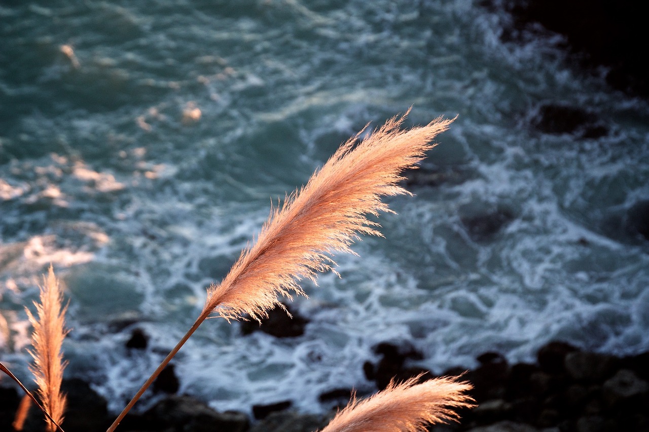 nature plant reed free photo