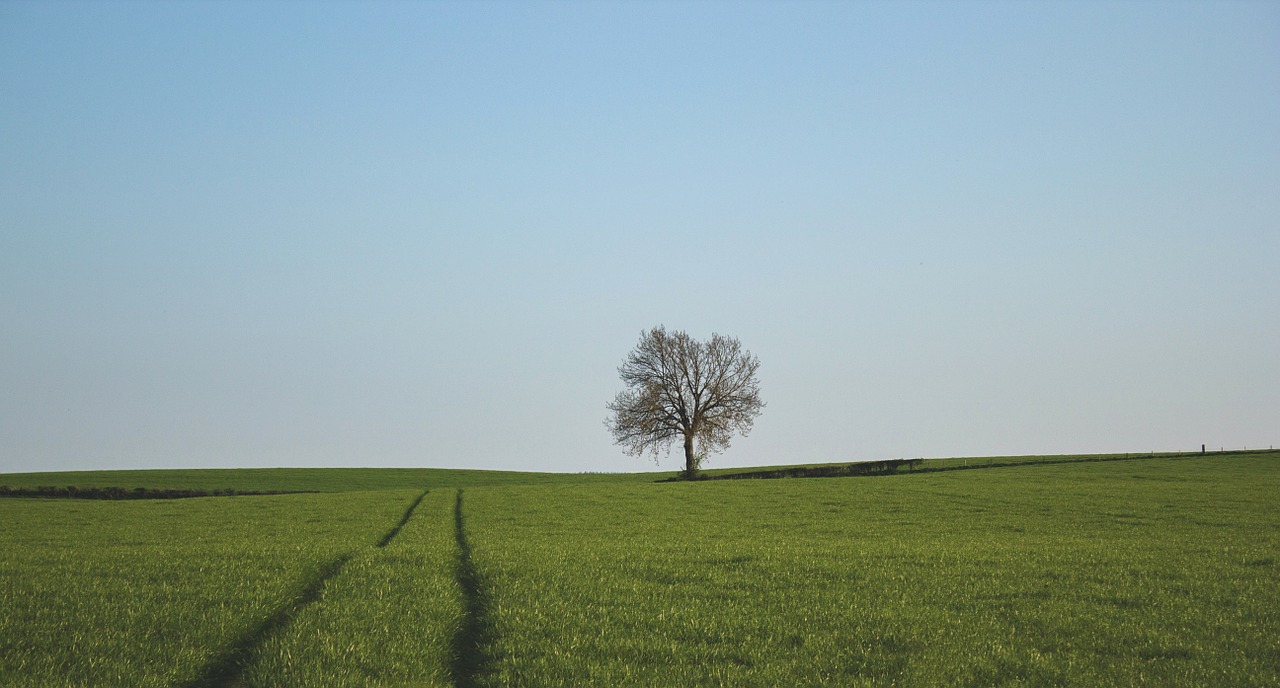 nature landscape lonely free photo