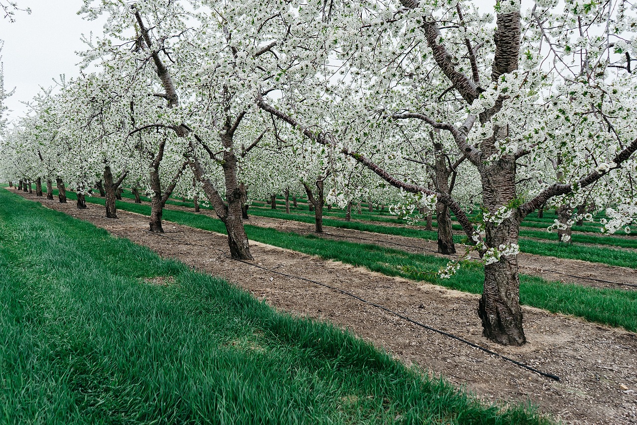 nature plants trees free photo