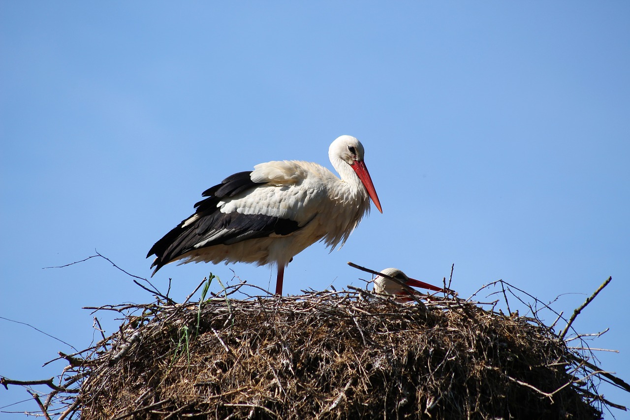 nature bird stork free photo