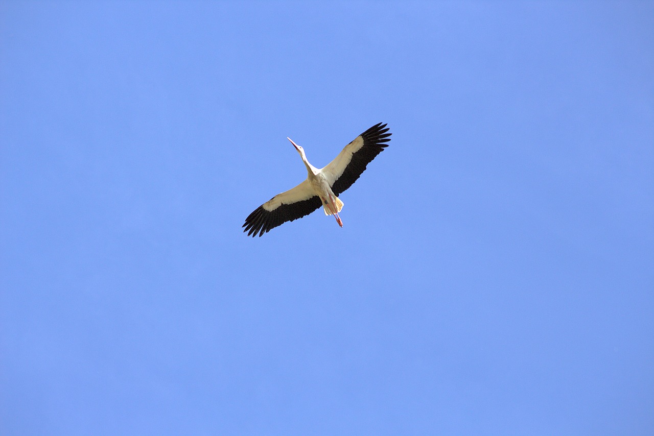 nature bird stork free photo