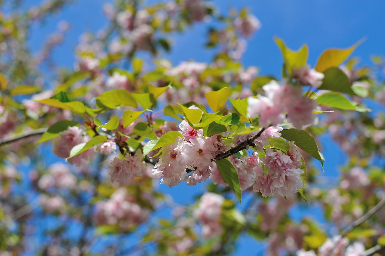 nature bloom garden flowers free photo