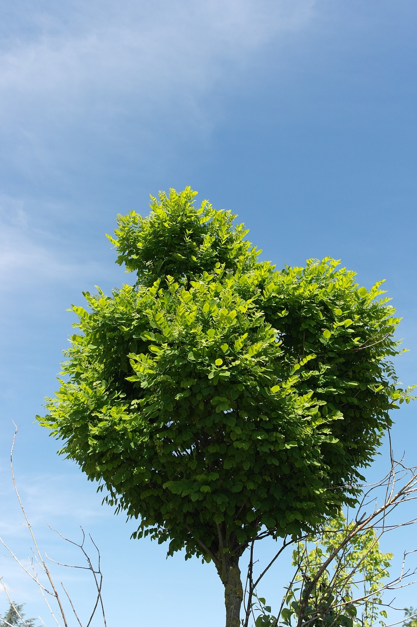 nature tree garden free photo