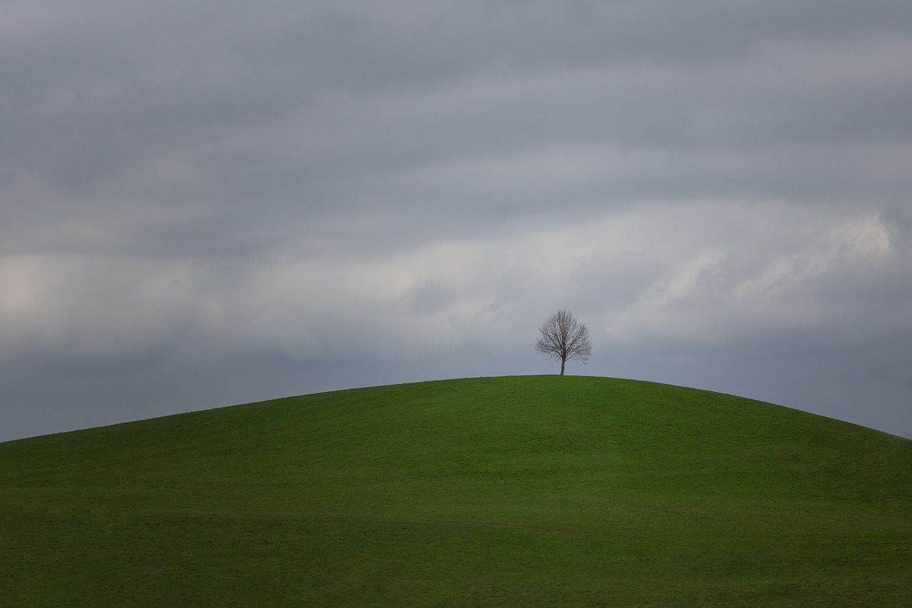 nature tree landscape free photo