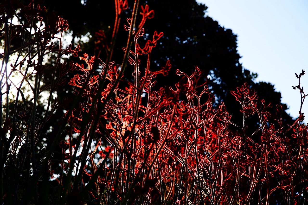 nature plants red flowers free photo