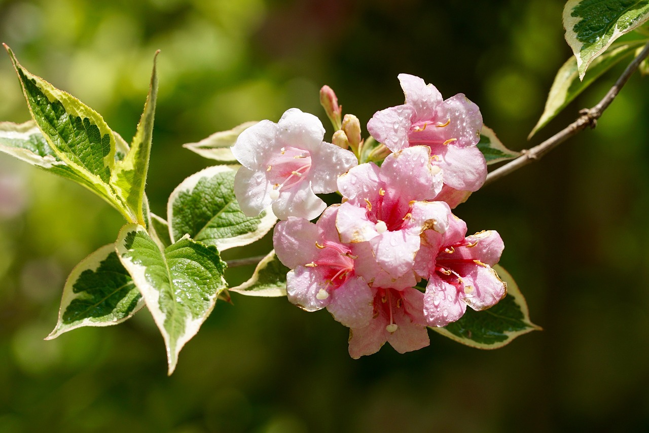 nature flower blossom free photo