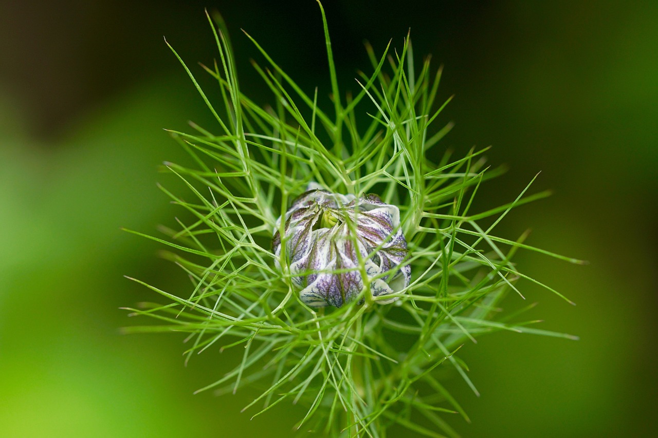 nature plant blossom free photo