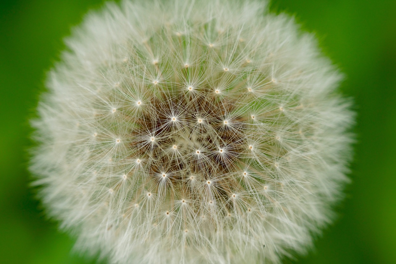 nature flowers dandelion free photo