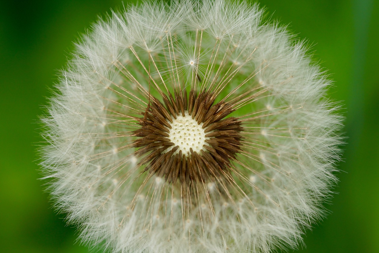 nature flowers dandelion free photo