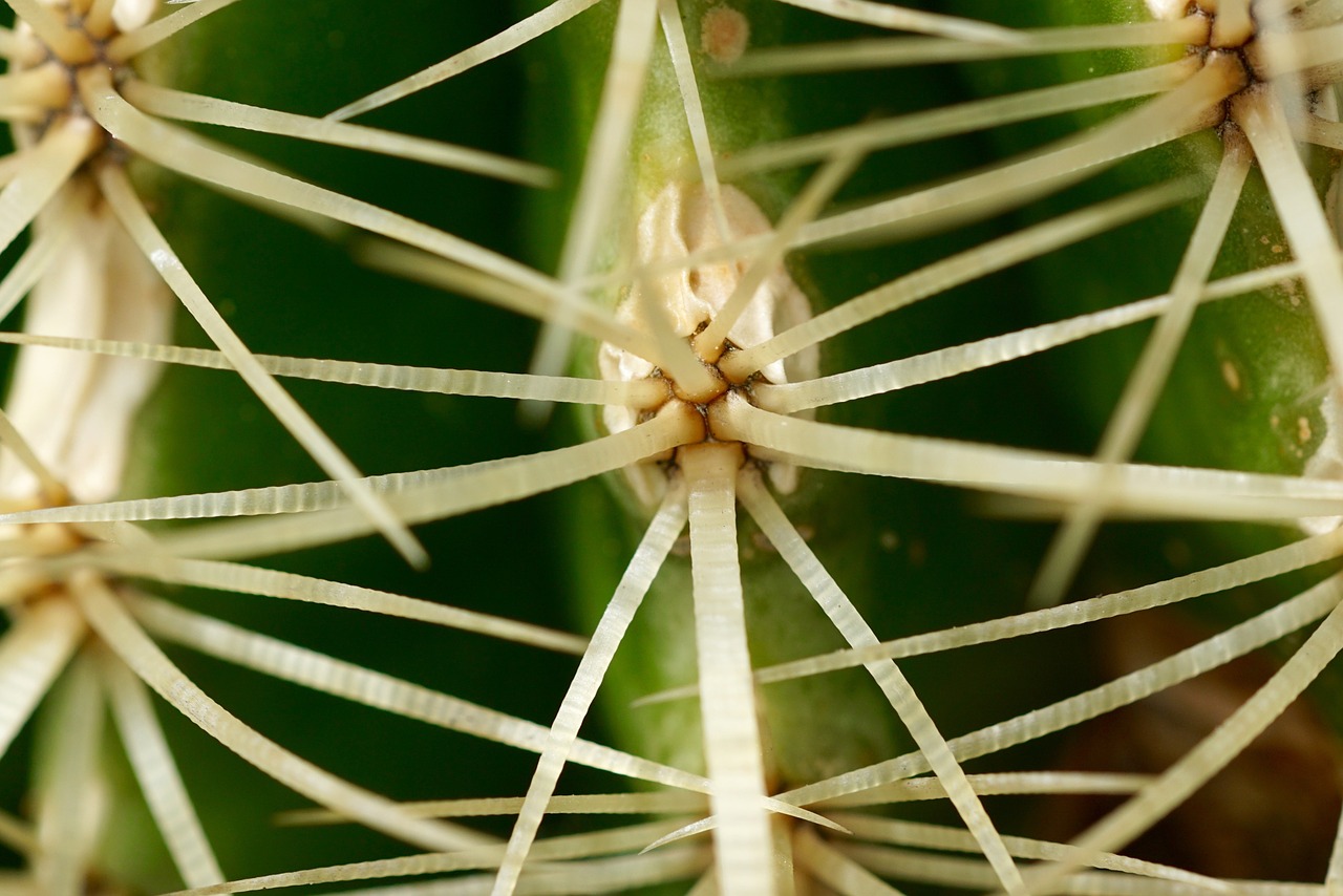 nature plant cactus free photo