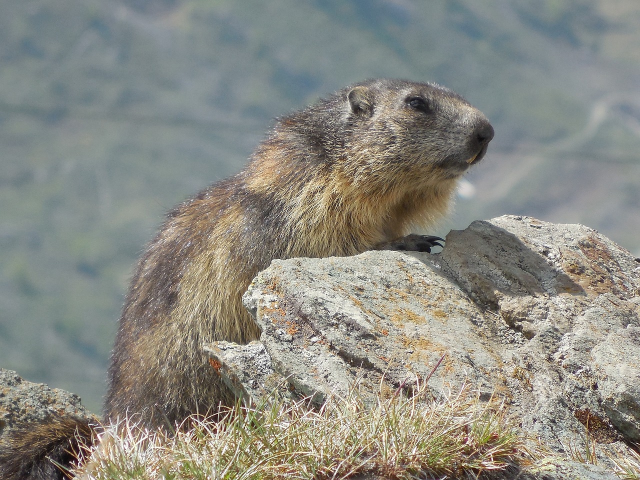 nature animals marmot free photo