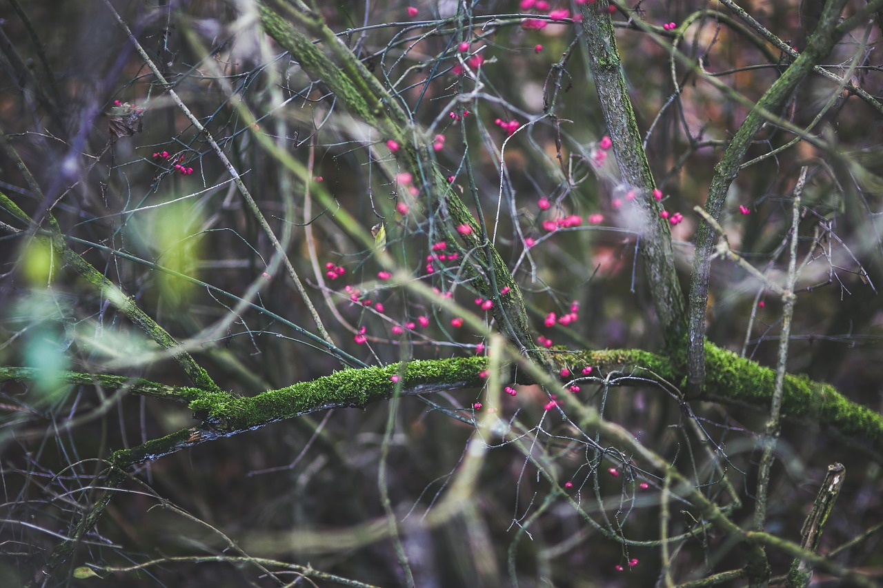 nature green pink free photo