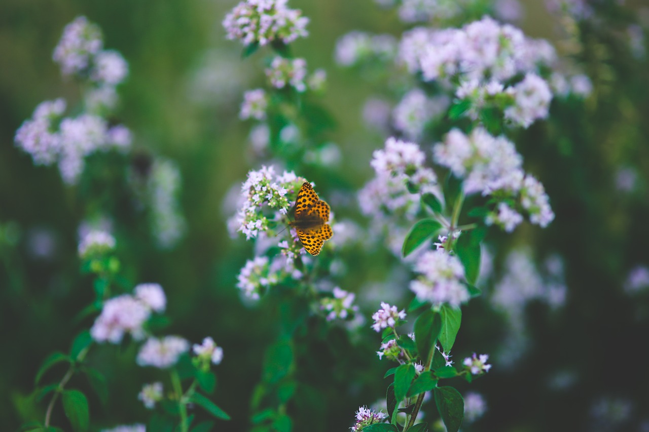 nature oregano flower free photo