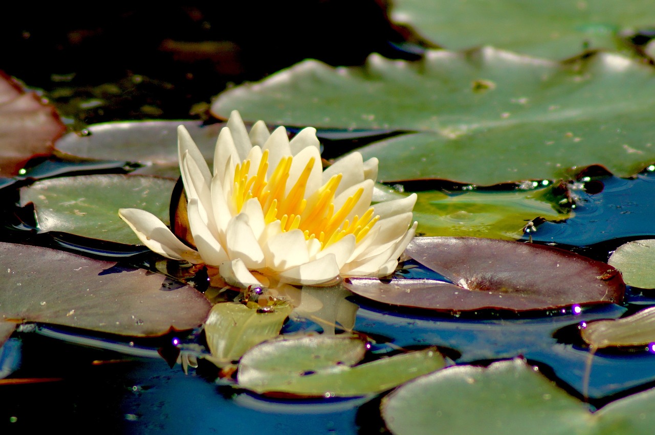 nature aquatic plant water lily free photo