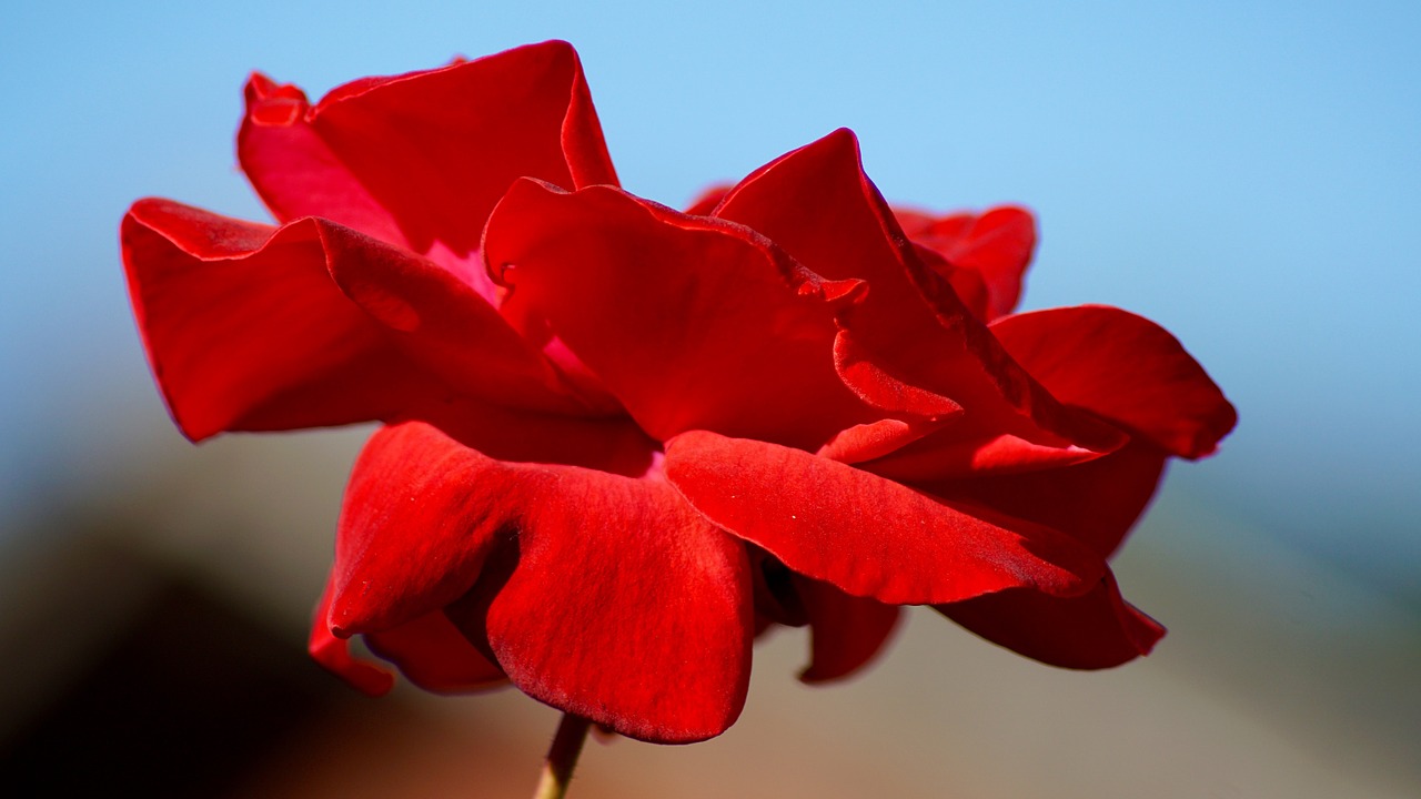 nature flowers rose free photo