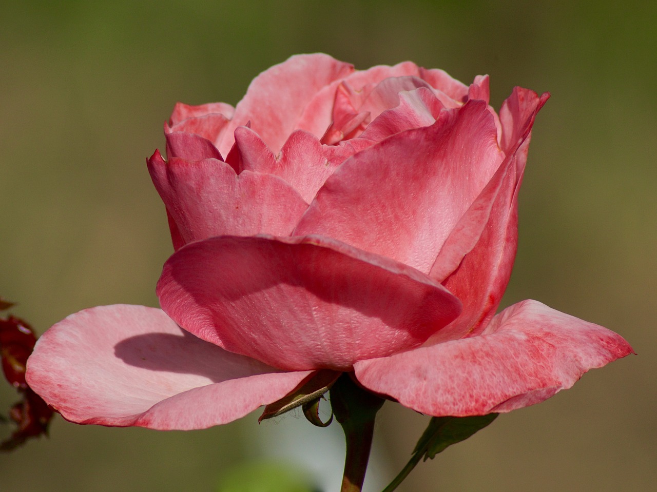 nature flowers rose free photo