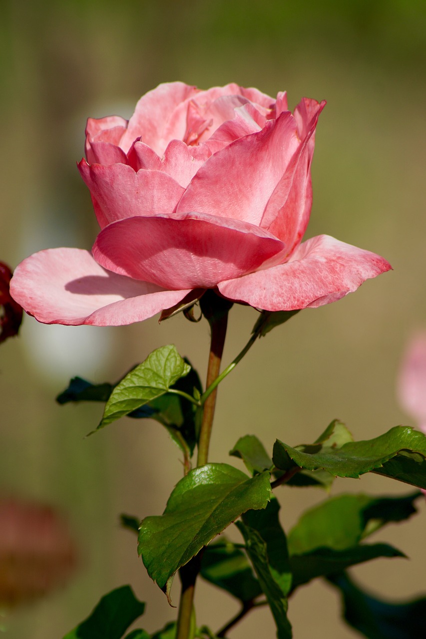 nature flowers rose free photo