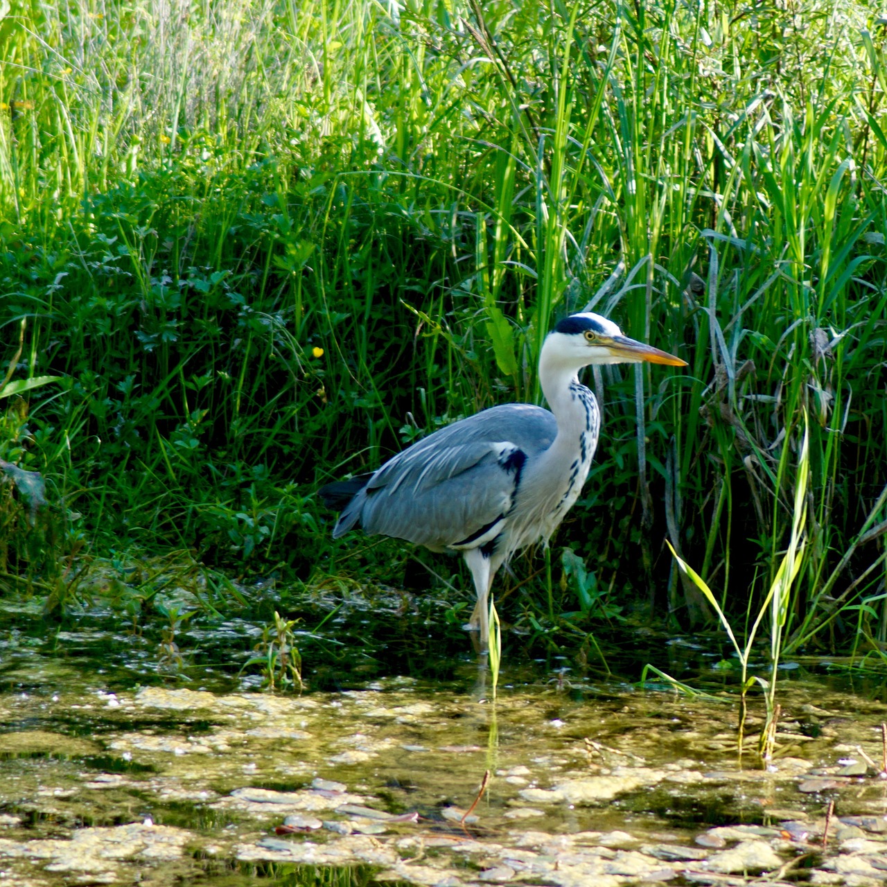 nature birds grey heron free photo