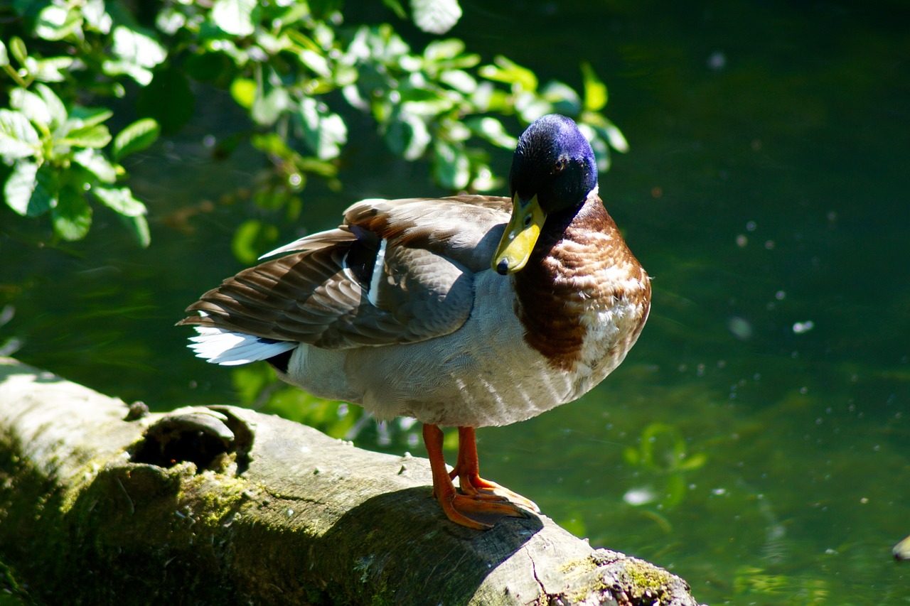 nature water bird mallard free photo