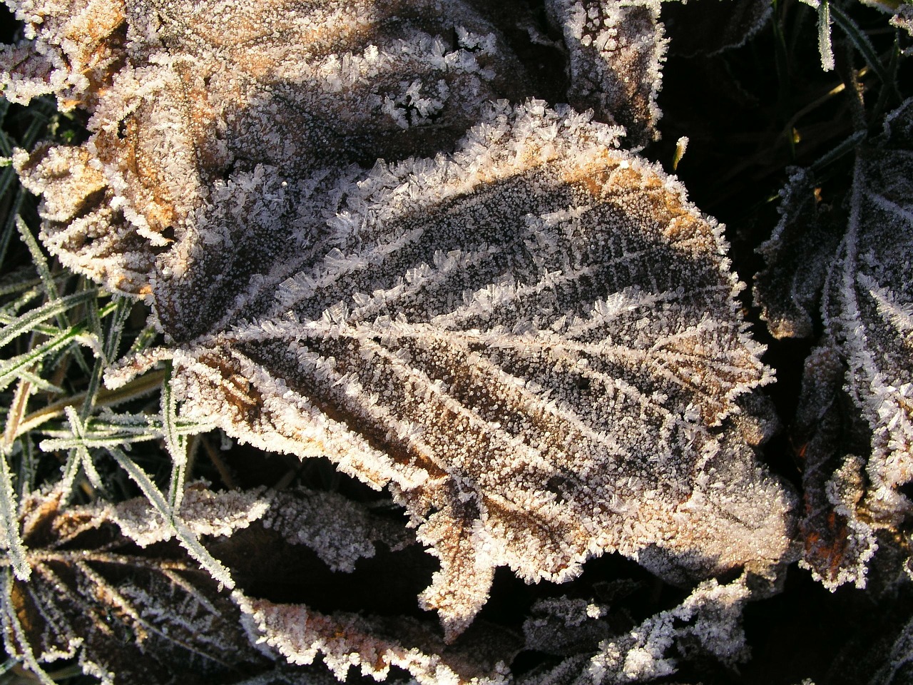 nature winter frost free photo